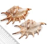 【貝殻パーツ】クモガイ　S