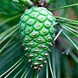 100 Seed/Bag Japanese Pine Seeds Perennial Evergreen Tree Seeds Flowers Bonsai Pinus Plants Garden 2