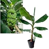 サンジャクバナナ（三尺バナナ）6号ポット[わい性で実がつきやすい][果樹の苗木][観葉植物に] ノーブランド品