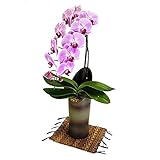 胡蝶蘭 大輪 かぐや姫 1本立ち ピンク色 和鉢