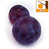 スモモ(プラム）：貴陽（キヨウ）4～5号ポット[最大級の大実品種][苗木] ノーブランド品