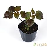 赤シソ しそ 【苗】 ９ ｃｍ ポット ＜当店は 苗 種 鉢 培養土 ニーム の専門店＞