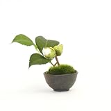 CUPBON 椿つぼみ ぐいのみ 黒錆 盆栽 造花 フェイクグリーン