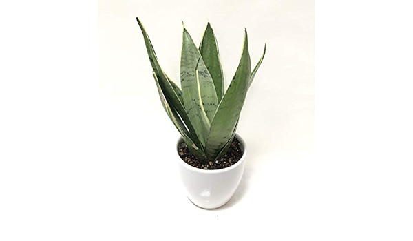 Amazon 株 赤塚植物園 珍しい サンスベリア ハニークリーム 3 5号 白陶器鉢仕様 花