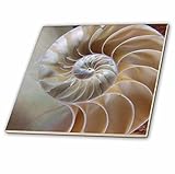 フローレンDecorative – Nautilus Shell – タイル 4-Inch-Ceramic ct_7487_1