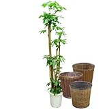 ブラッサイア 朴物 10号サイズ【バスケット(鉢カバー) 付き】 バスケット02