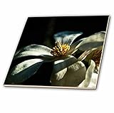 3drose Alexis写真 – 花 – ホワイトMagnolia Flower on Dark – タイル 8-Inch-Glass ct_265538_7