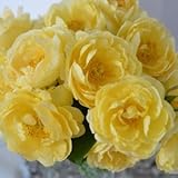 開花株 バラ苗 パトラッシュ 国産大苗6号スリット鉢 四季咲き大輪 黄色系　オランダヤンスペックローゼン