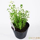 ポットタイム 【苗】 ９ ｃｍ ポット ＜当店は 苗 種 鉢 培養土 ニーム の専門店＞