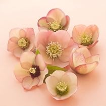 Amazon | クリスマスローズ 一重咲きホワイト系シングル 9cmポット苗