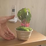 ハナミズキ鉢植え　花ミズキプチ　鉢植え