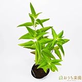 ベルガモット レッド 【苗】 9cmポット ＜当店は 苗 種 鉢 培養土 ニーム の専門店＞