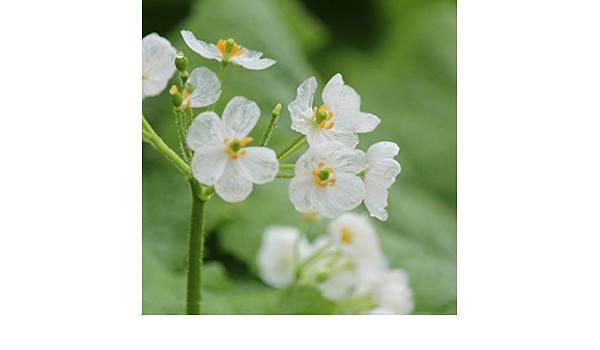 Amazon Co Jp 紫桜館山の花屋 山野草 サンカヨウ 素掘り苗株 Diy 工具 ガーデン Amazon Co Jp 紫桜館山の花屋 山野草 サンカヨウ 素掘り苗株 Diy 工具 ガーデン