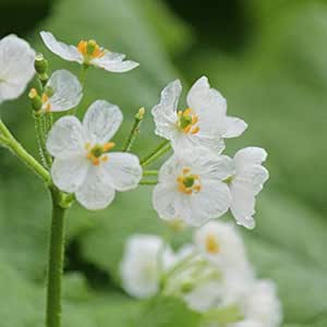 Amazon Co Jp 紫桜館山の花屋 山野草 サンカヨウ 素掘り苗株 Diy 工具 ガーデン