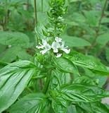 スイートバジル  120粒