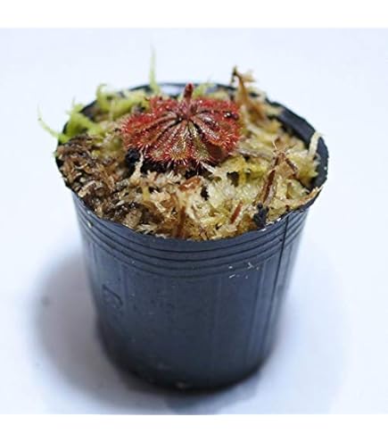 Amazon.co.jp: Cephalotus follicularis Eden Black Cedric