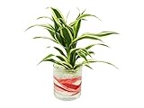 花市場直送便 サンデリー白斑(カラーサンド植え) サークルL ピンク/赤