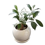 KOBE Flower smith ReiRi　幸福をもたらす精霊が住む観葉植物 ガジュマルの木【マケプレプライム便】