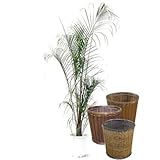 ミエミツヤシ 【バスケット(鉢カバー) 付き】 バスケット03