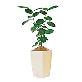 花ごころ ガーデニング オーナメント Plastia Mimosaフラワーポット ホワイト 63637