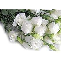 ミニーマウス5 ③と⑤八重咲白百合2〜5輪咲14本 アイシャ トルコ桔梗 41a7-72HExL._AC_UL210_SR210,