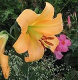 オリエンタルユリ　サルタレロ　１球入