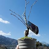 アーコレード桜盆栽