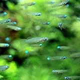 (熱帯魚)アフリカン・ランプアイ Sサイズ(10匹) 北海道航空便要保温