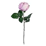 シングルフェームローズ FXFR0016LAV