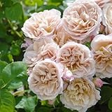 バラ苗 いおり 国産大苗6号スリット鉢 フロリバンダ(FL) 四季咲き中輪　オレンジ系