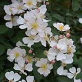 バラ苗 ニューサ 国産大苗オリジナル角鉢6号 四季咲き小輪 白系・ピンク系　ロサ オリエンティス