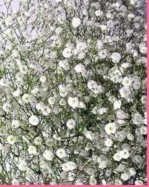 Amazon Co Jp 生花 切り花 かすみ草1000円分 添え花 フラワー クール便 ホーム キッチン Amazon Co Jp 生花 切り花 かすみ草1000円分 添え花 フラワー クール便 ホーム キッチン