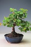 盆栽　実生15年生　カリンの鉢植え盆栽【現品】