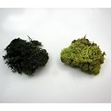 アイスランドモス 　ライトグリーン