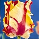 2Pcs Tulip Bulbs (Not Tulip Seeds) Lily Potted Colors Tulips Fresh Bulbous Root Bonsai Flower Corms 