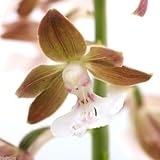 (山野草)地エビネ(地海老根) 3.5号(1ポット) 本州・四国限定[生体]