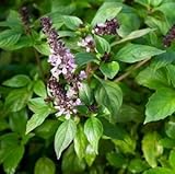 シナモン　バジル　200粒