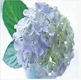 free ship Common hydrangea seed, Balcony Potted flowers hydrangea seed varieties have 24 colors -10 