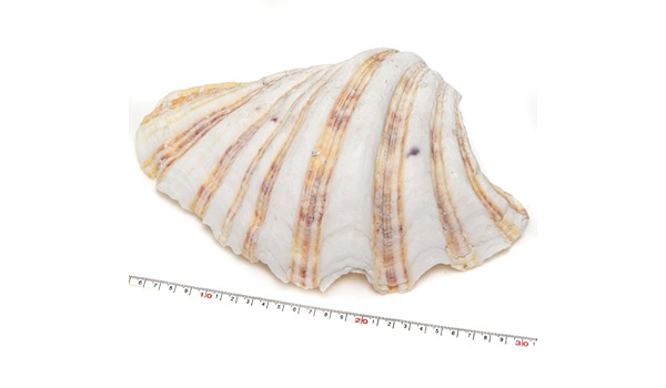 天然貝殻 シャコ貝 シャゴウガイ 大サイズ 1枚磨き No 17 アクセサリーパーツ 通販 Amazon