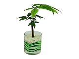 花市場直送便 パキラ(カラーサンド植え) サークルL グリーン