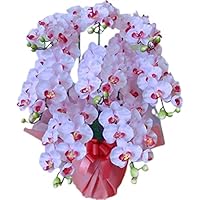 Amazon Co Jp 売れ筋ランキング 胡蝶蘭 の中で最も人気のある商品です