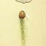 観葉植物 チランジア:ケレベラ×ウスネオイデス