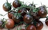 Black Cherry Tomato - heirloom tomato - 10 seeds