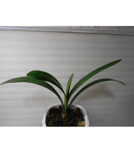 Amazon.co.jp: 君子蘭 斑入り 6号鉢つき 超美株 う : DIY・工具・ガーデン
