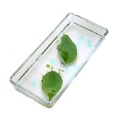 (水辺植物)私の小さなアクアリウム ～マザーリーフ2枚～ 本州・四国限定[生体]