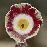 [ オーリキュラ ] ナイジェル