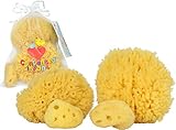 天然海綿 子供＆幼児の入浴用 4 パック 低アレルギー 赤ちゃんの入浴向け ギフトセット Natural Sea Sponge for Baby （提供：Contented Infant™）