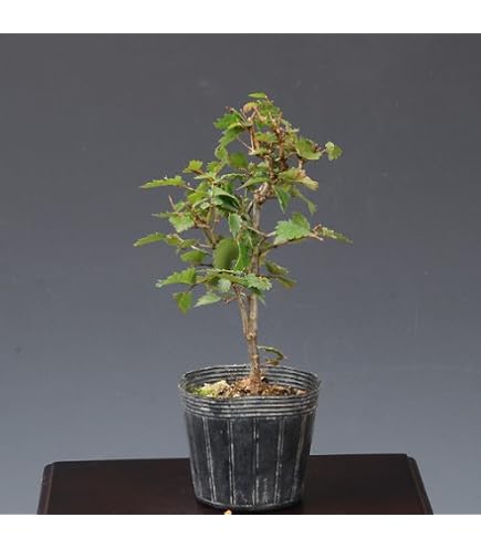 Amazon｜盆栽 欅 ケヤキ 中盆栽 長方鉢 緑色の葉｜観葉植物 オンライン通販