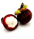紫マンゴスチン purple Mangosteen Garcinia mangostana 5 Seeds タイ庭園 Thai Garden