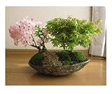 桜ともみじの寄せ植え